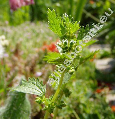 Urtica urens L.