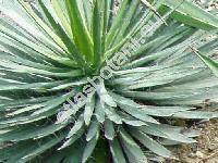 Agave filifera (Salm-Dyck) Bak. (Agave filamentosa (Salm-Dyck) Bak.)