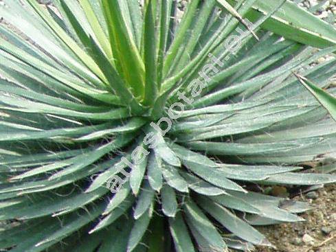 Agave filifera (Salm-Dyck) Bak. (Agave filamentosa (Salm-Dyck) Bak.)