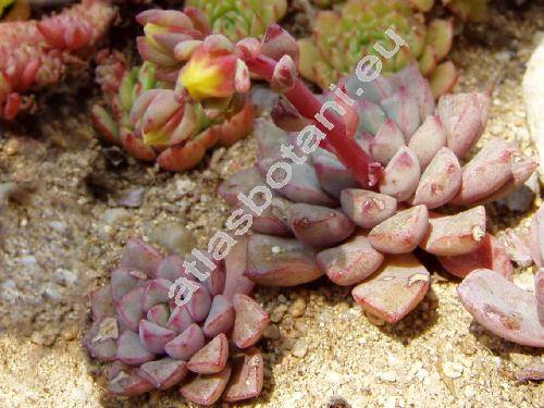 Echeveria expatriata (x Cremneria expatriata)