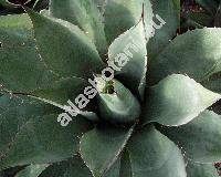 Agave potatorum Zucc. (Agave verschaffeltii Lem., Agave elegans Salm-Dyck)