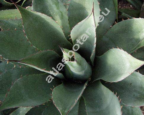 Agave potatorum Zucc. (Agave verschaffeltii Lem., Agave elegans Salm-Dyck)