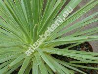 Agave stricta Salm-Dyck (Bonapartea stricta (Salm-Dyck) Vukot.)