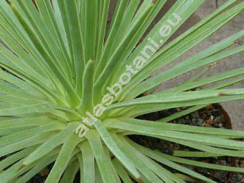 Agave stricta Salm-Dyck (Bonapartea stricta (Salm-Dyck) Vukot.)