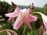 Crinum x powellii hort.