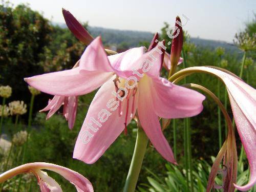 Crinum x powellii hort.