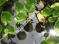 Calla palustris L.