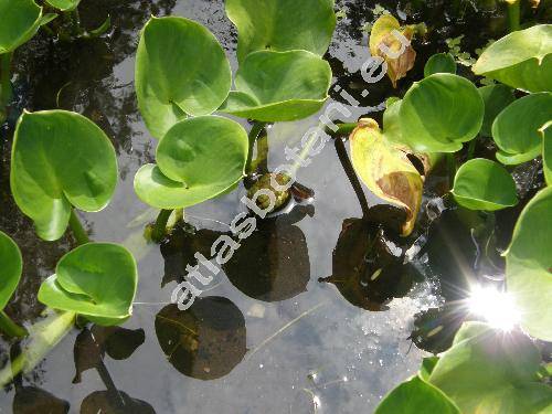 Calla palustris L.