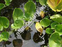 Calla palustris L.