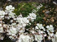 Raoulia hookeri Allan (Raoulia australis  auct., Gnaphalium)