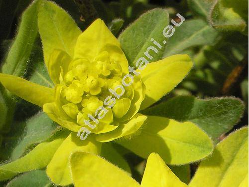 Euphorbia villosa Willd. (Tithymalus villosus (Willd.) Pacher)