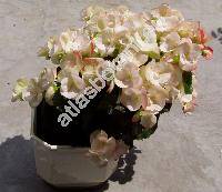 Begonia hybrida (Begonia x hiemalis Fotsch)