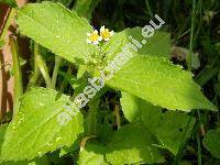 Galinsoga quadriradiata (Galinsoga quadriradiata Ruiz et Pav., Galinsoga ciliata (Rafin.) Blake, Galinsoga urticifolia (Humb., Bonpl. et Kunth) Benth. in Oerst., Galinsoga urticaefolia (H. B. K.) Schrad.)