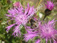 Centaurea pseudophrygia Meyer (Jacea phrygia auct., Jacea pseudophrygia (Meyer) Holub, Centaurea pseudophrygia Meyer)