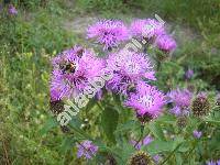 Centaurea pseudophrygia Meyer (Jacea phrygia auct., Jacea pseudophrygia (Meyer) Holub, Centaurea pseudophrygia Meyer)