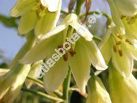 Galtonia viridiflora Verd. (Hyacinthus, Ornothogalum)