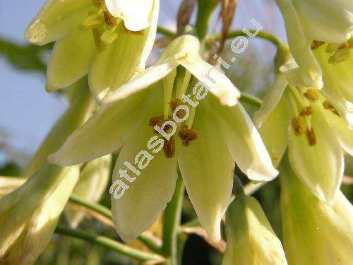 Galtonia viridiflora Verd. (Hyacinthus, Ornothogalum)