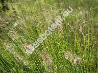 Pennisetum alopecuroides (L.) Spreng. (Pennisetum hordeiforme, Alopecurus hordiformis)