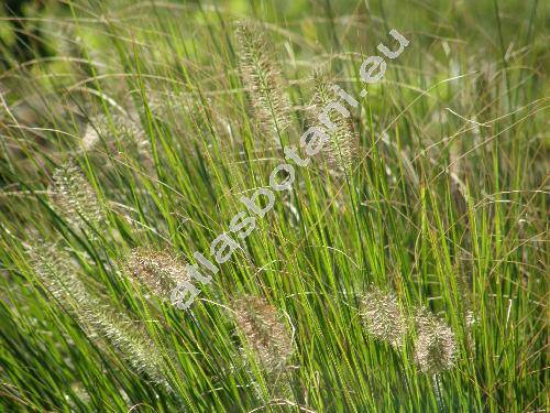 Pennisetum alopecuroides (L.) Spreng. (Pennisetum hordeiforme, Alopecurus hordiformis)