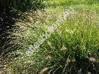 Pennisetum alopecuroides (L.) Spreng. (Pennisetum hordeiforme, Alopecurus hordiformis)