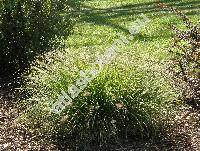 Pennisetum alopecuroides (L.) Spreng. (Pennisetum hordeiforme, Alopecurus hordiformis)