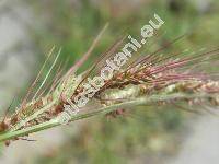 Echinochloa crus-galli (L.) P. B. (Panicum crus-galli L., Milium, Pennisetum)