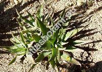 Aloe saponaria (Aloe saponaria (Ait.) Haw., Aloë saponaria, Aloe maculata)