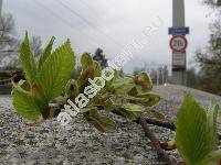 Ulmus laevis Pall. (Ulmus effusa Willd.)