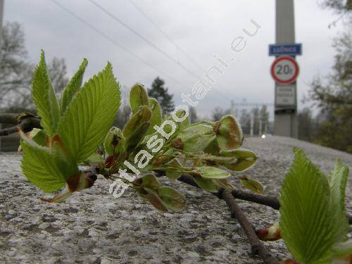 Ulmus laevis Pall. (Ulmus effusa Willd.)