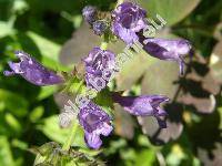 Horminum pyrenaicum L. (Hormium, Salvia hormium)