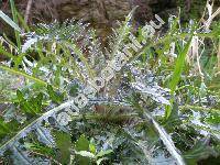 Cirsium acaule (L.) Scop. (Carduus acaulis L., Cnicus acaulis (L.) Willd.)