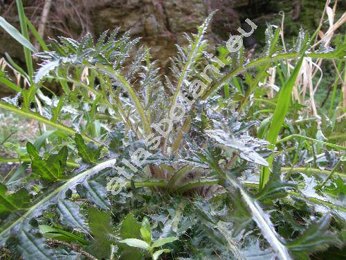 Cirsium acaule (L.) Scop. (Carduus acaulis L., Cnicus acaulis (L.) Willd.)