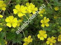 Potentilla collina Wibel (Potentilla arenaria x Potentilla argentea)