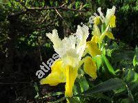 Iris bucharica M. Foster (Juno bucharica)