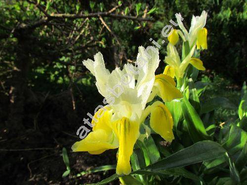 Iris bucharica M. Foster (Juno bucharica)