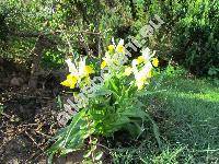 Iris bucharica M. Foster (Juno bucharica)