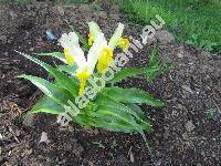 Iris bucharica M. Foster (Juno bucharica)