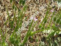 Erodium moschatum (Erodium moschatum (L.) LHr., Geranium moschatum L.)