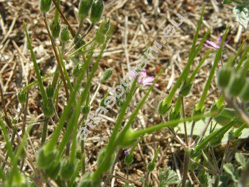 Erodium moschatum (Erodium moschatum (L.) LHr., Geranium moschatum L.)