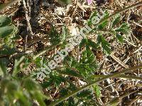 Erodium moschatum (Erodium moschatum (L.) LHr., Geranium moschatum L.)