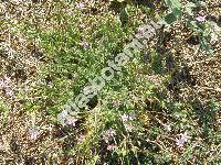 Erodium moschatum (Erodium moschatum (L.) L´Hér., Geranium moschatum L.)