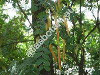 Caragana arborescens Lamk. (Caragana inermis Moench, Robinia caragana L.)