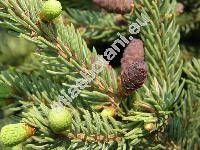 Picea mariana (Mill.) Britton (Abies denticulata Michx. , Abies nigra (Ait.) Poir.)