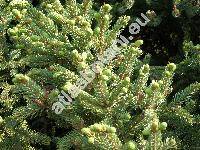 Picea mariana (Mill.) Britton (Abies denticulata Michx. , Abies nigra (Ait.) Poir.)