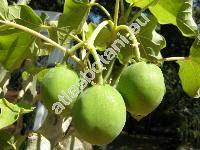 Jatropha curcas L. (Curcas purgans Endl.)