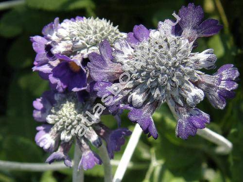 Primula 'Blue Pearl'