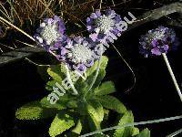 Primula 'Blue Pearl'