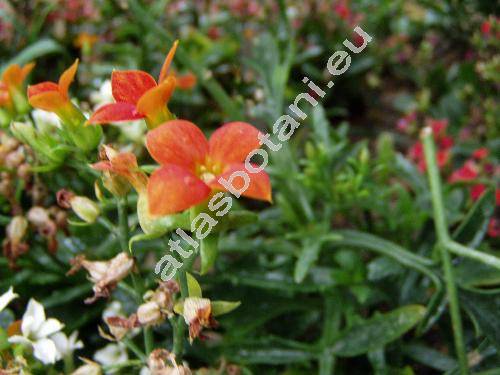 Kalanchoe x kewensis (Kalanchoe x kewensis Br., Kalanchoe bentii x Kalanchoe flammea)