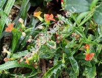 Kalanchoe x kewensis (Kalanchoe x kewensis Br., Kalanchoe bentii x Kalanchoe flammea)