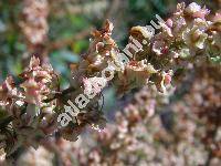 Rumex stenophyllus Lebed.